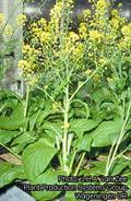 معرفی و راهنمای پرورش سبزی جات برگی - خردل هندی